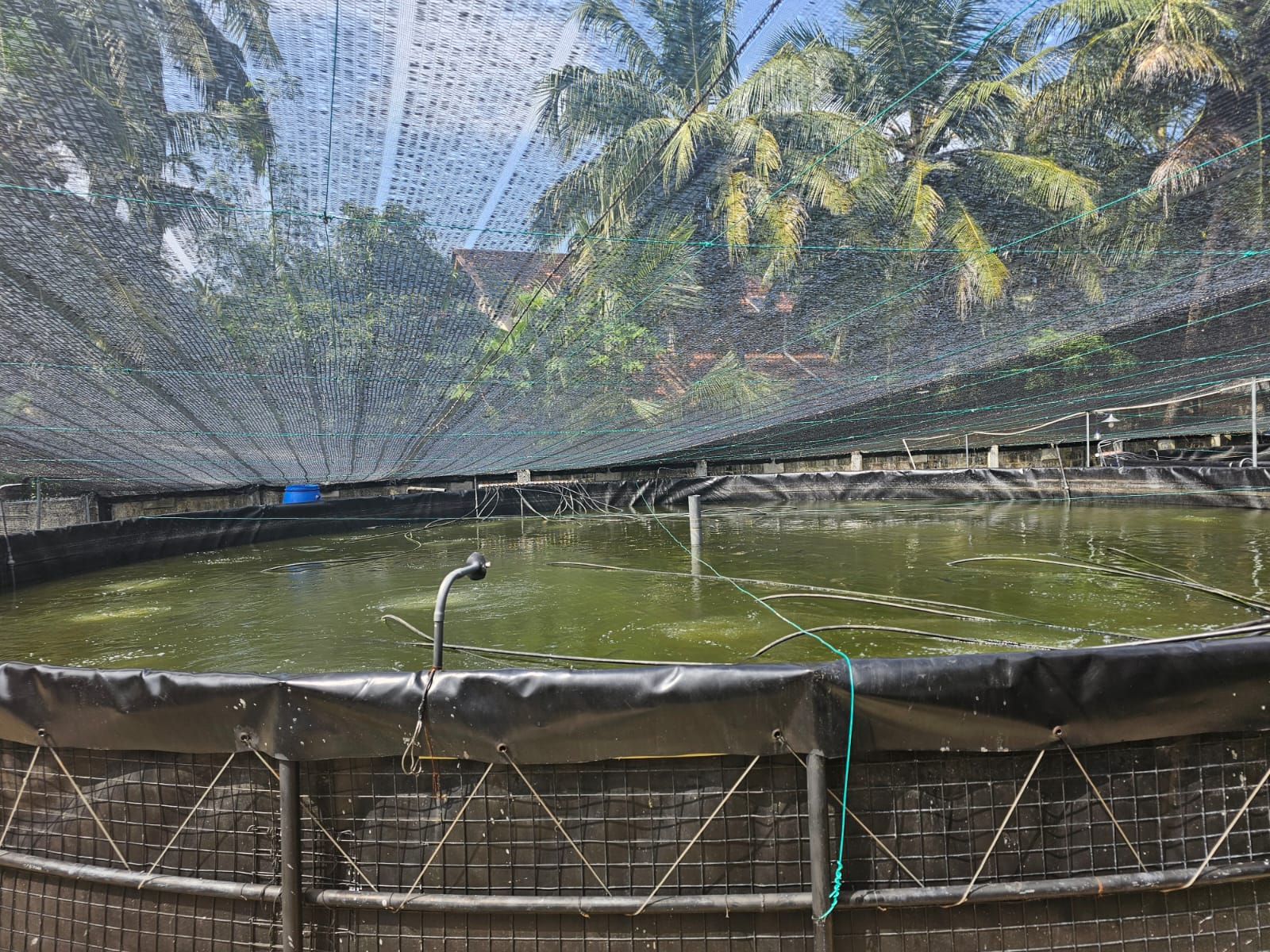 IA Tilapia Farm tanks