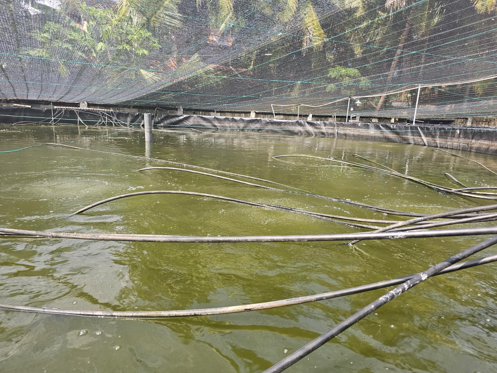 Pond aeration