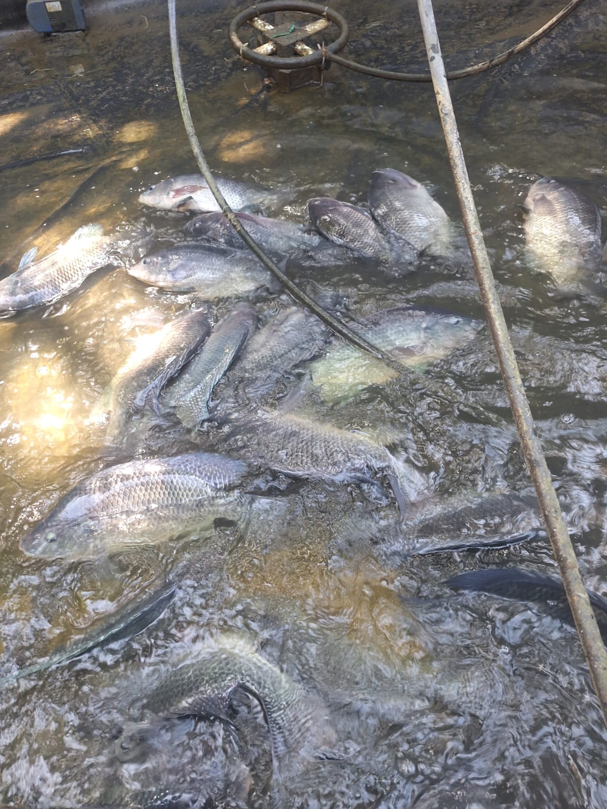 Live Tilapia